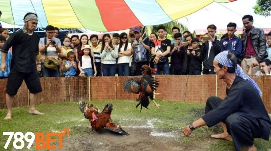 Bí kíp chơi đá gà từ cao thủ